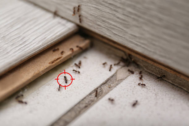 Best Spider Control Near Me  in Eureka, IL