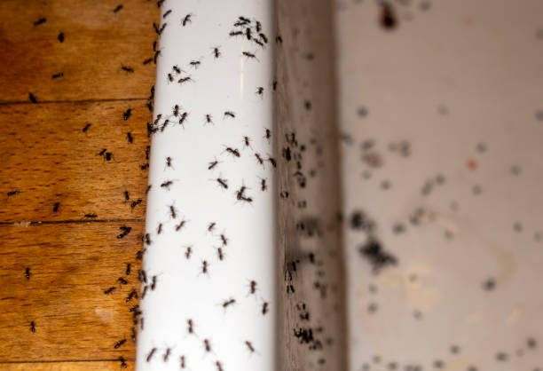 Best Cockroach Control Services  in Eureka, IL