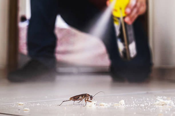 Insect Control in Eureka, IL
